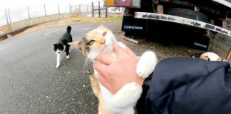 手にしがみついてくる猫