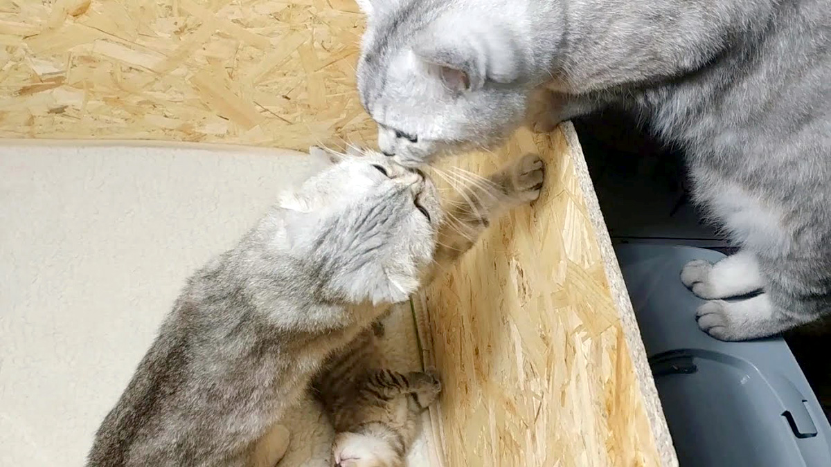 父猫と母猫