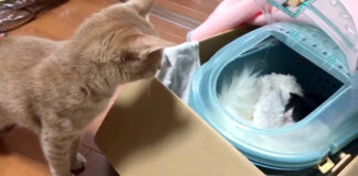 子猫を見つめる猫