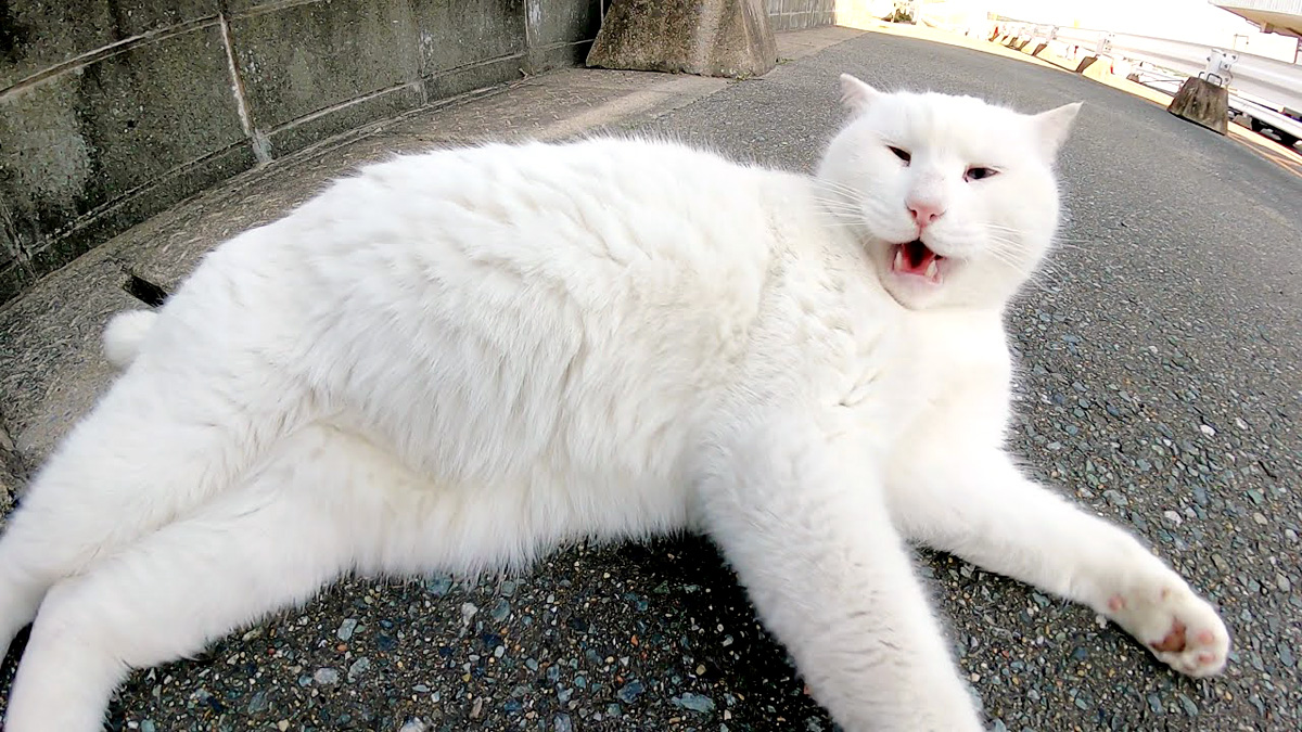 戦闘力の高い白猫