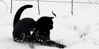 雪の中で大はしゃぎする猫