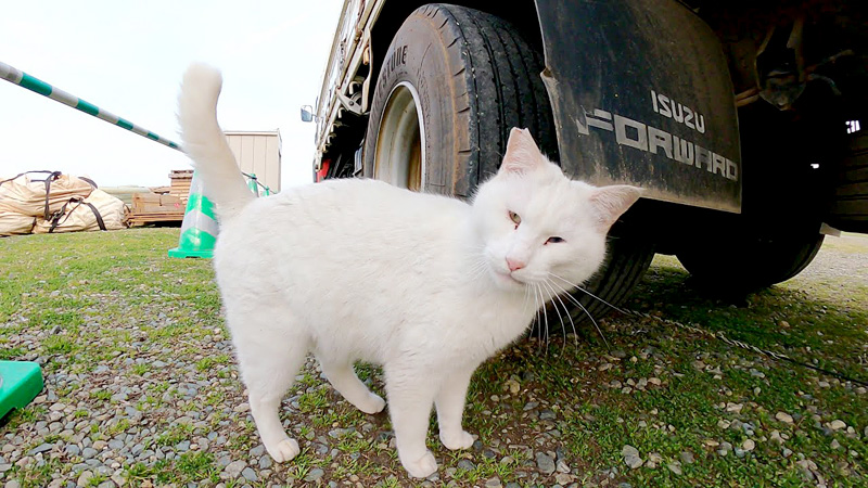 見つめる猫