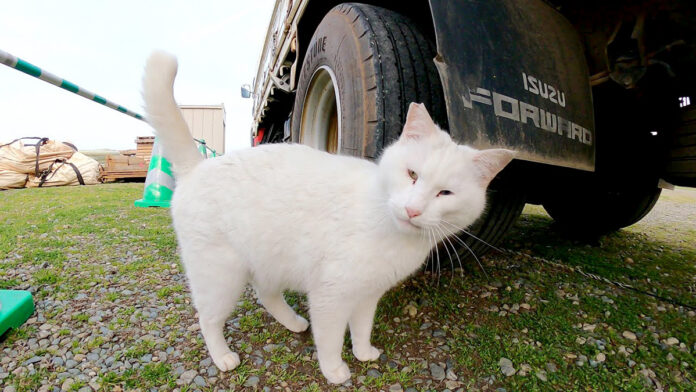 見つめる猫