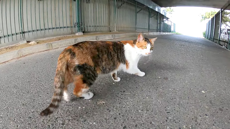 案内する猫