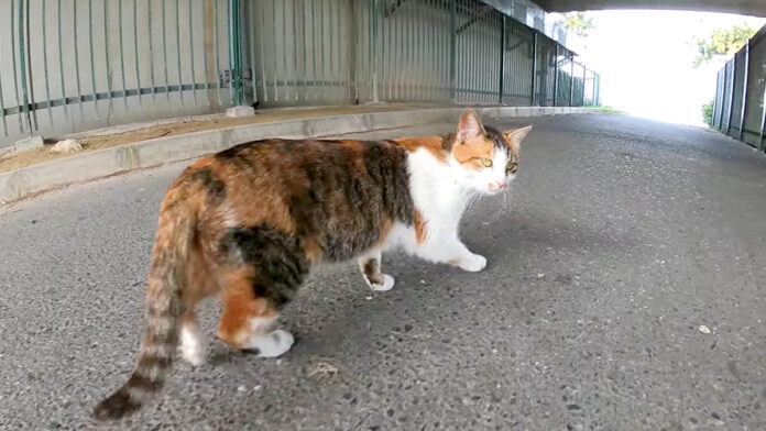 案内する猫