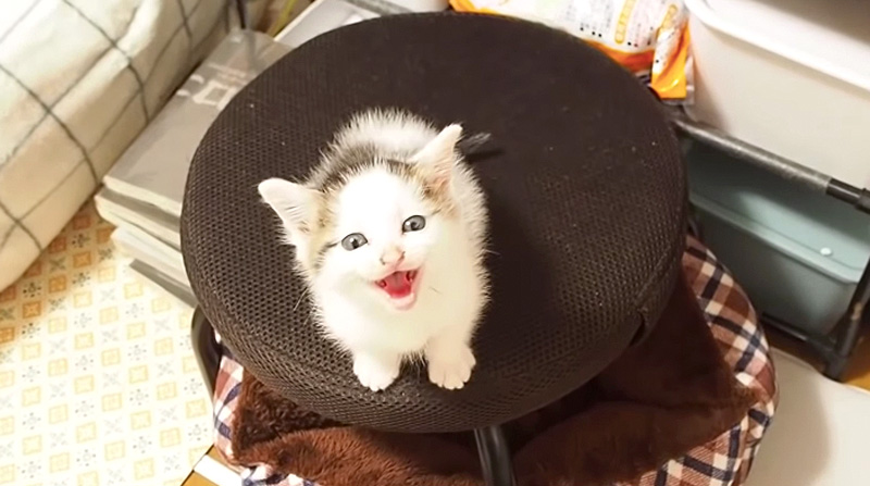 ご飯を催促する子猫