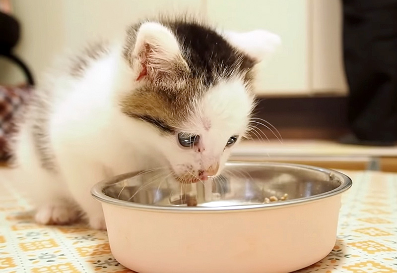ご飯を食べる子猫