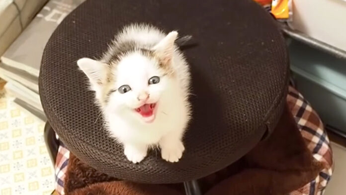 ご飯を催促する子猫