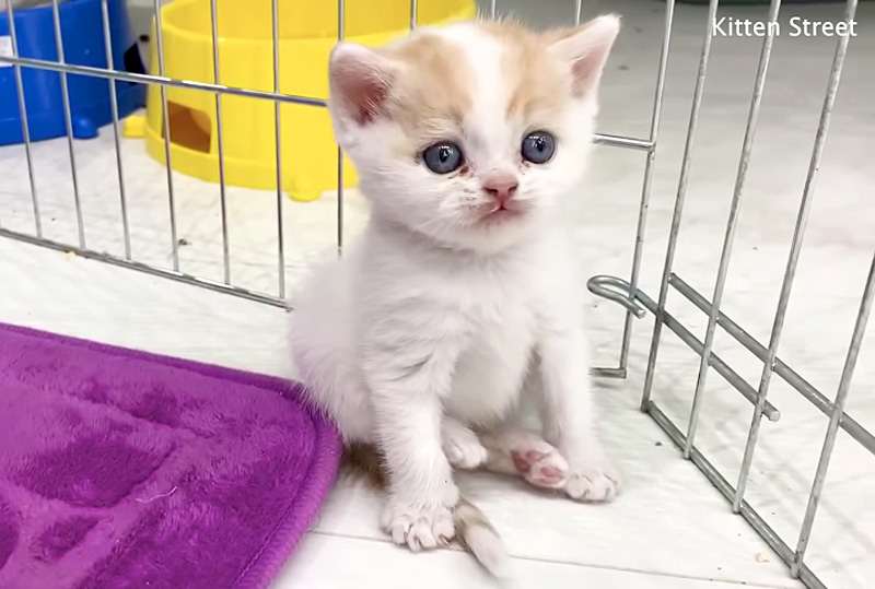 座る子猫