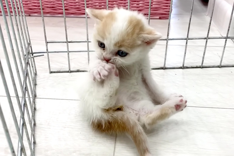 毛づくろいする子猫