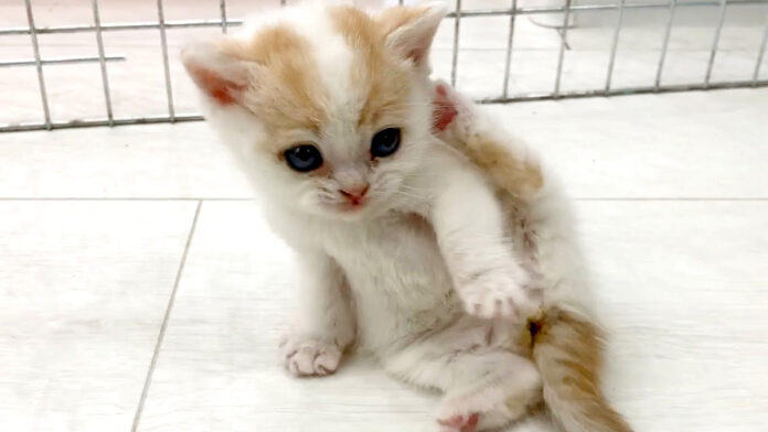 毛づくろいする子猫