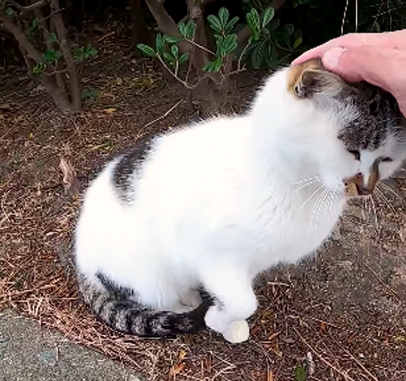 野良猫の隣に座ってナデナデすると膝の上に乗ってきた エウレカねこ部