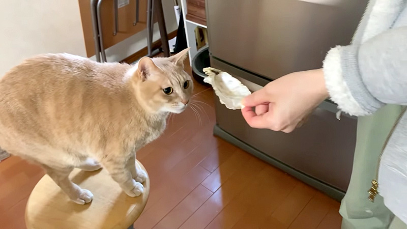 牡蠣の匂いを嗅ぐ猫