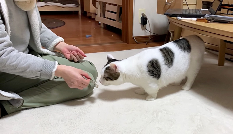 牡蠣の匂いを嗅ぐ猫