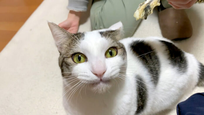 牡蠣の匂いを嗅ぐ猫