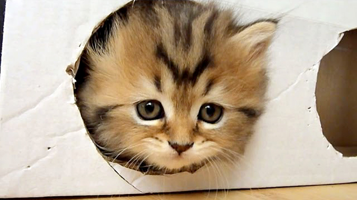 箱で遊ぶ子猫