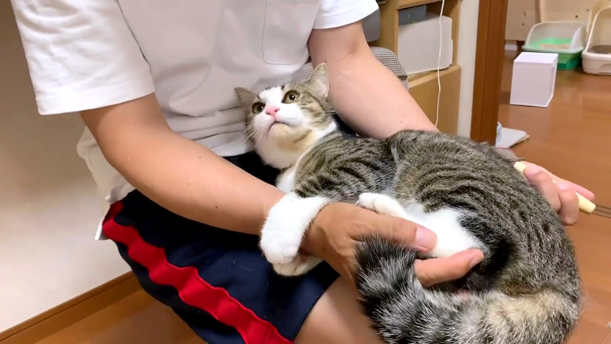 抱きしめる猫