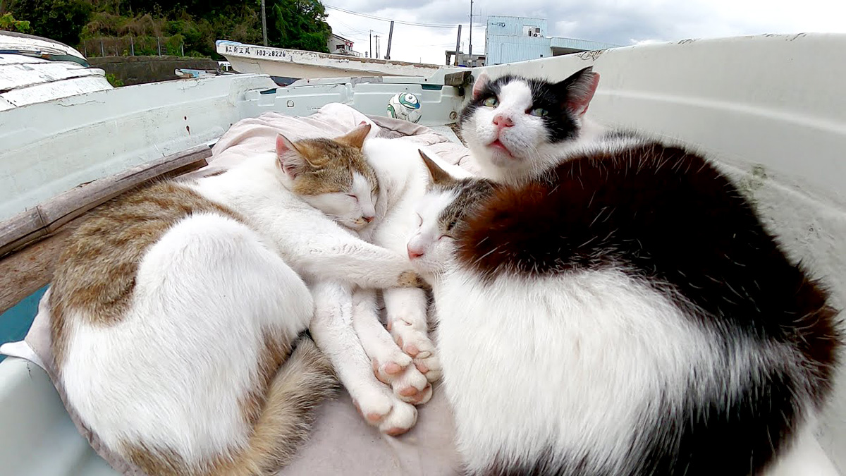 船の上で眠る猫達