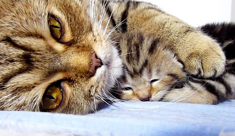 子猫をギュッと抱きしめて安心させる母猫の姿に心が温まる ｪ エウレカねこ部