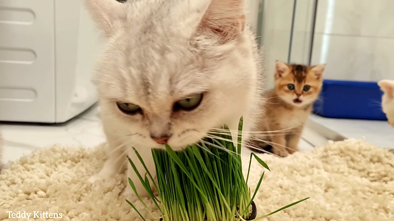 お母さん 何で草を食べてるの 猫草をムシャムシャ食べるお母さんに驚く子猫達が可愛い エウレカねこ部