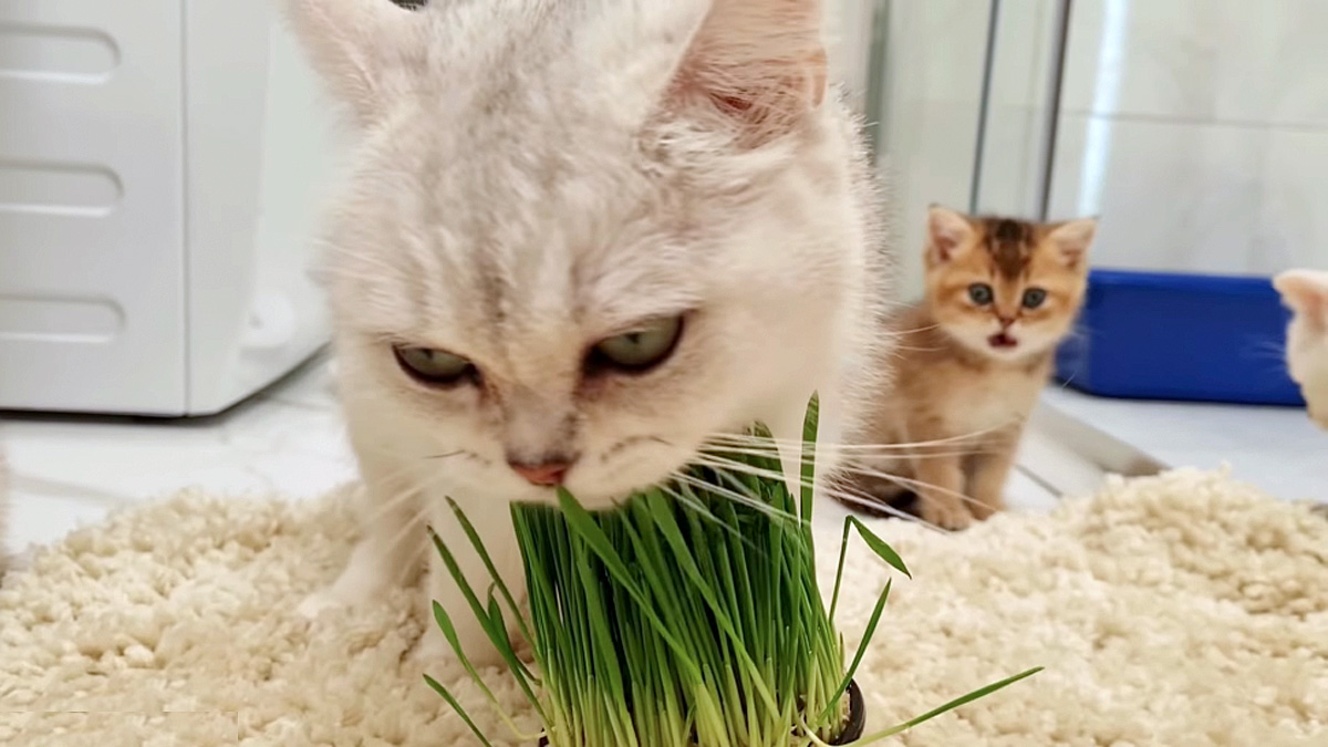 猫草を食べるお母さんに驚く子猫