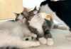 猫の親子
