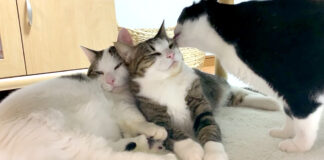 猫の親子