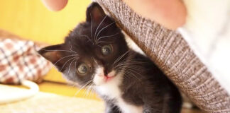 ビックリ顔の子猫