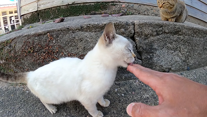 指おいしいニャン と指を何度もペロペロと舐めてくる子猫が可愛すぎる エウレカねこ部