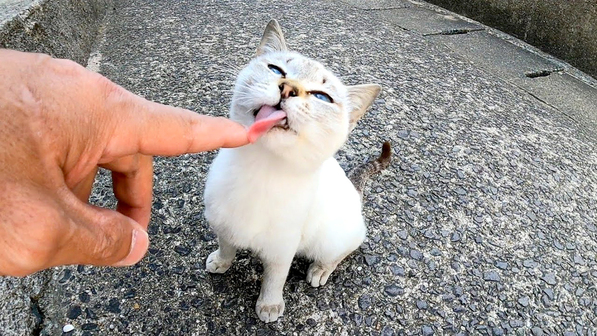 指を舐める子猫