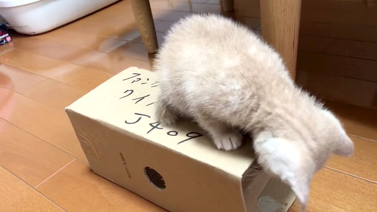 ダンボール箱をガジガジする子猫