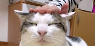 頭をポムポムされる猫
