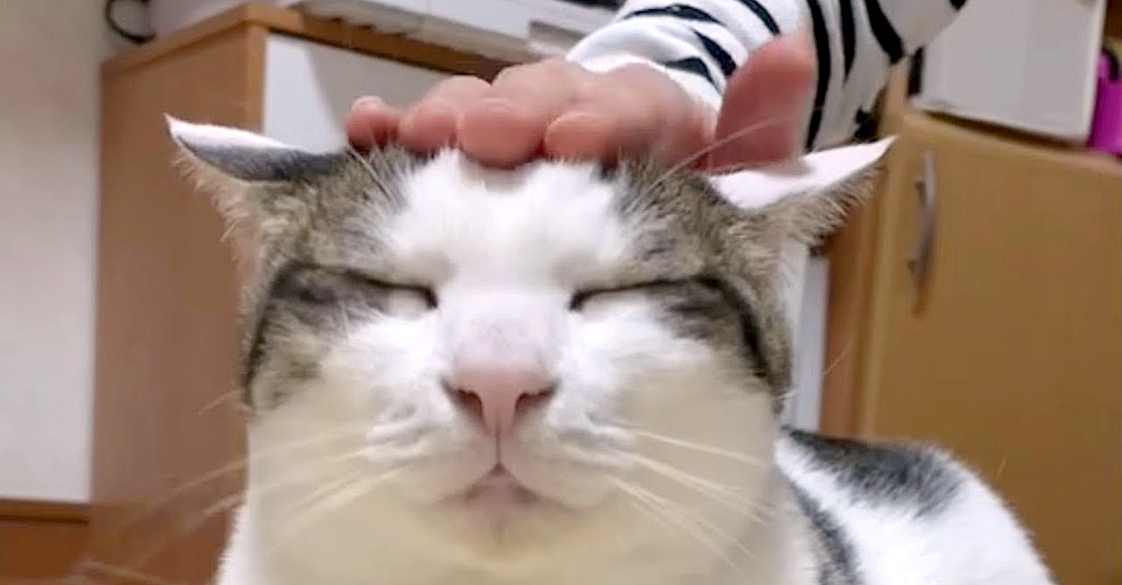 頭をポムポムされる猫