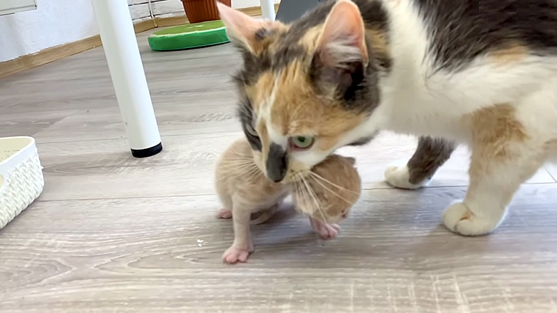 住みやすそうな家を見つけた母猫 子猫達を次々と咥えてお引越しする様子にホッコリ エウレカねこ部