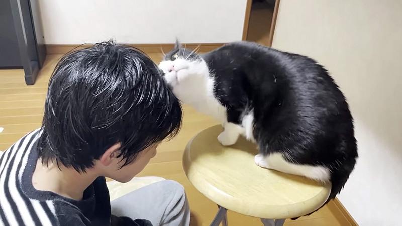 大好きな男の子へのスリスリが止まらなくなった猫さん まるで頭突きの応酬のような光景が面白い エウレカねこ部