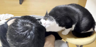 スリスリする猫