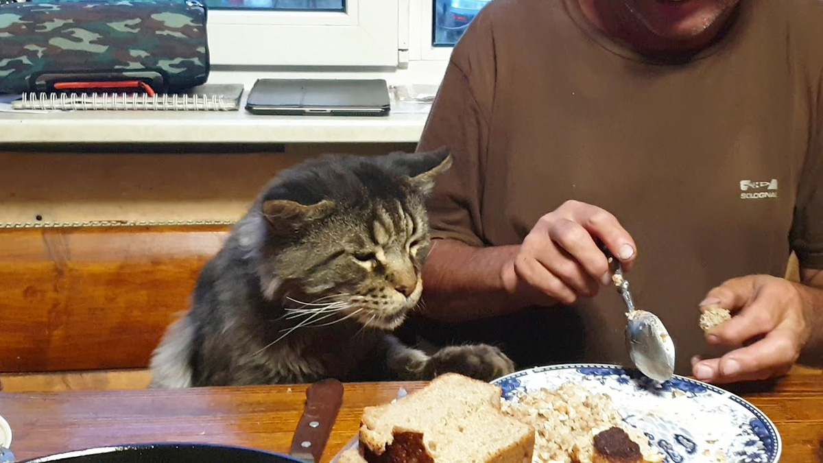 ご飯が気になる猫