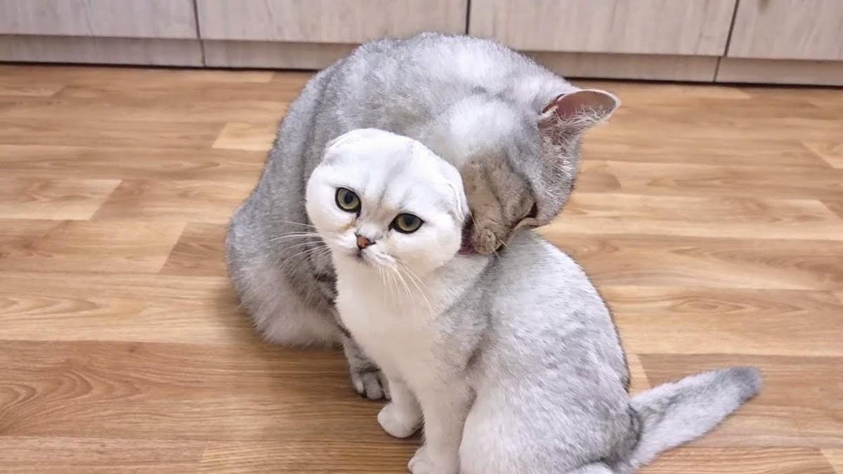 毛づくろいする猫の親子