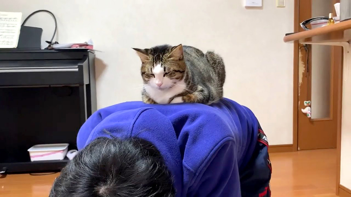 背中に乗る猫