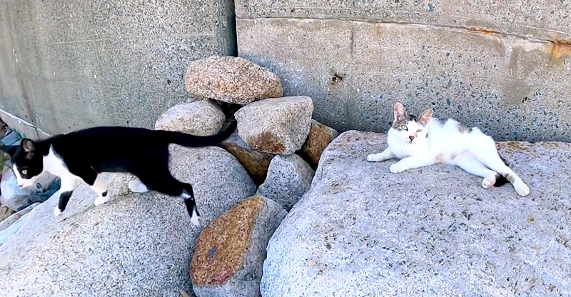 逃げる子猫
