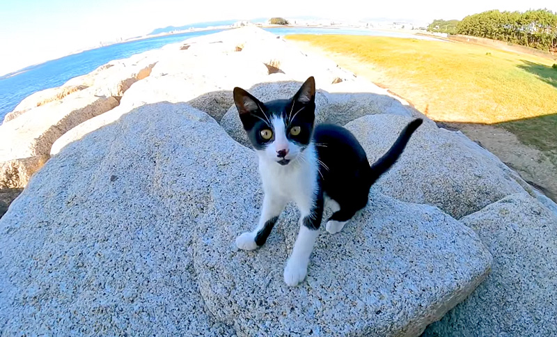 向かってきた子猫