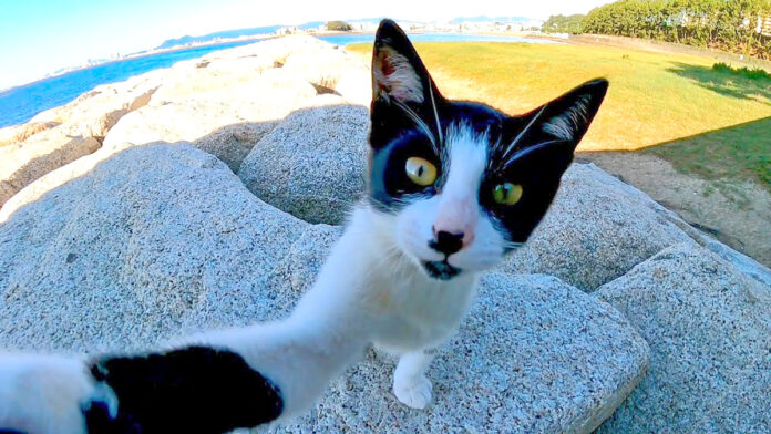 カメラが気になる子猫