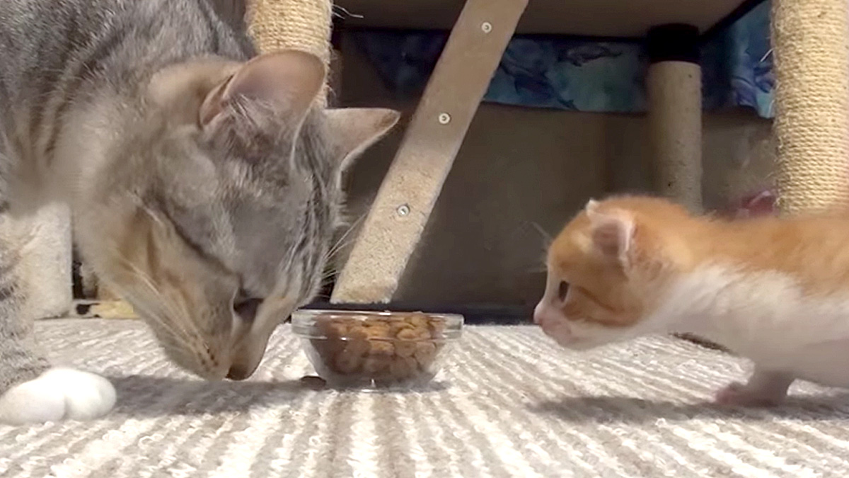 食べ方を学ぶ子猫