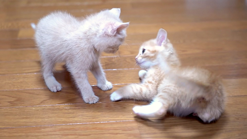 遊ぶ子猫達