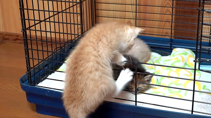 家に帰る子猫