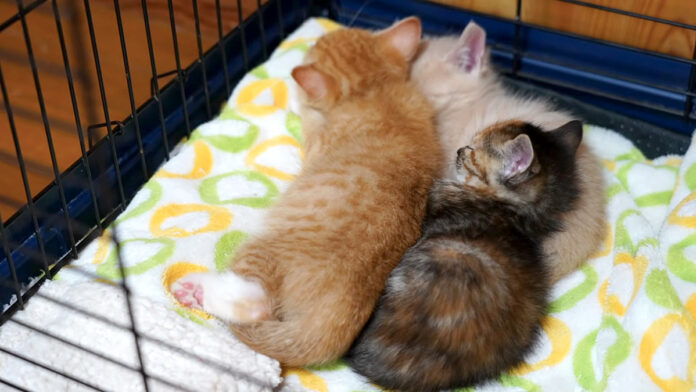 家に帰る子猫