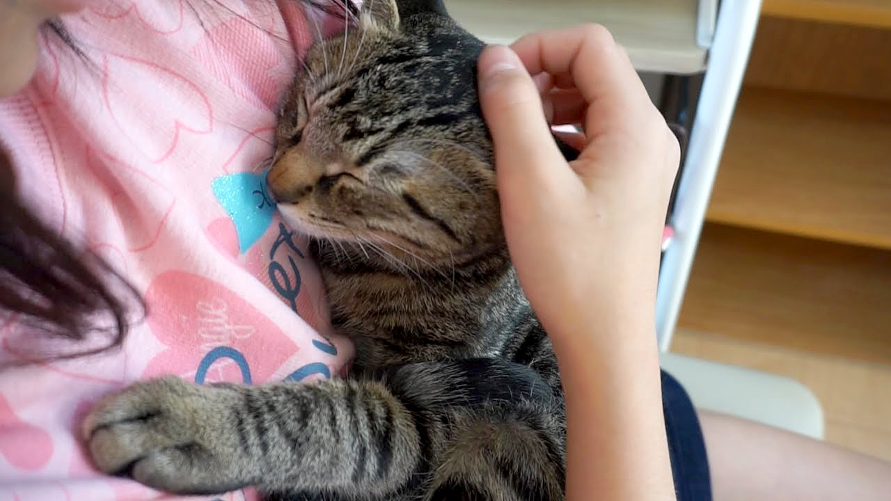 抱っこされる子猫