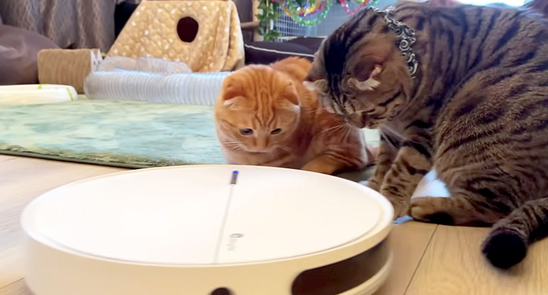 ロボット掃除機が気になる猫