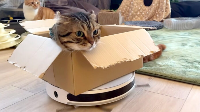 ロボット掃除機に乗る猫