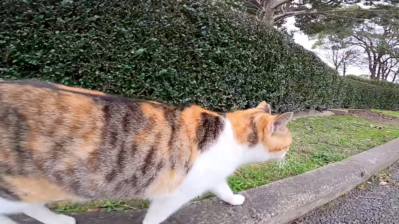 猫の散歩について行ったら、途中から強烈に甘えてきた！ 物凄い勢いで